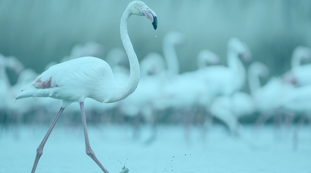Stand out flamingo from rest of flock for finding a CBD sales payment processor